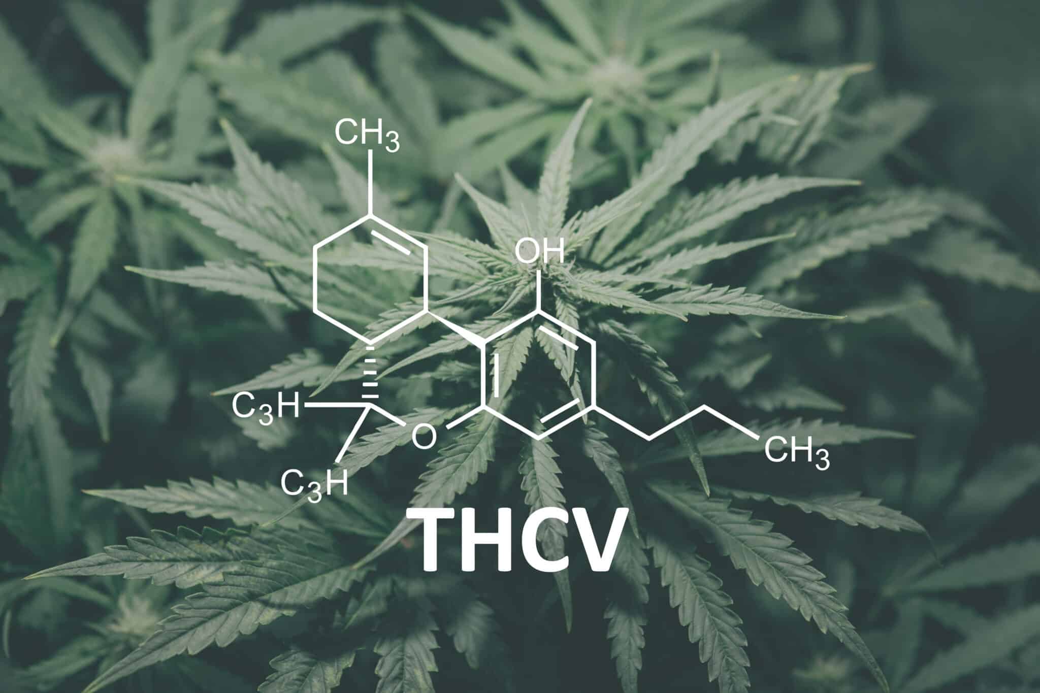 THCV vs. THC: What’s the Difference?